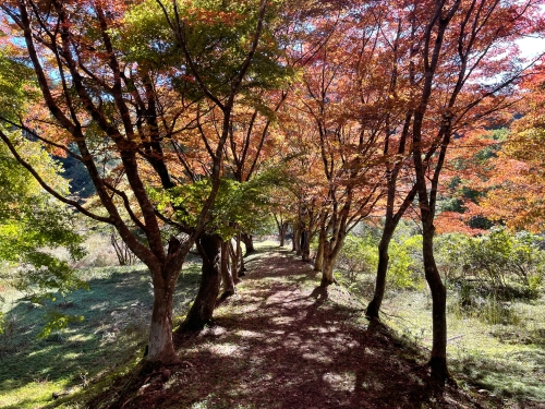 越畑ふるさと村の紅葉 | 岡山市 マーさん
