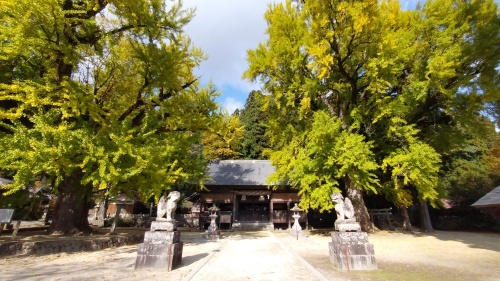 福田神社のイチョウ | 真庭市 小割さん