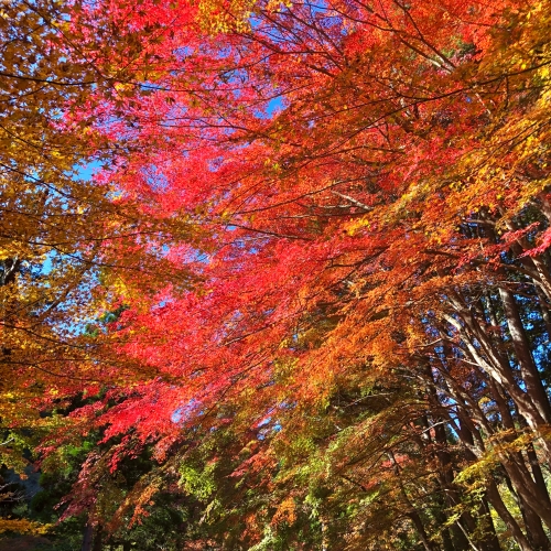 奥津渓の紅葉 | 岡山市 ガスくんさん