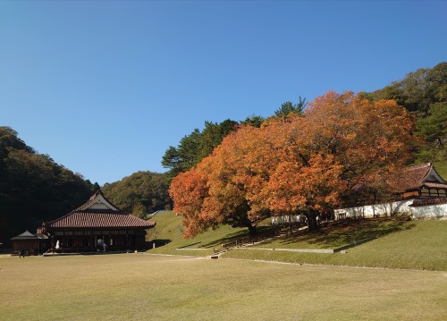 楷の木紅葉 | 備前市 土橋さん