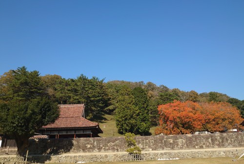 楷の木紅葉 | 備前市 土橋さん