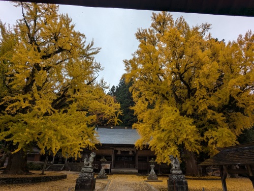 福田神社のイチョウ | 赤磐市 岡山8940さん