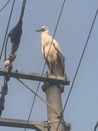 コウノトリ | 丸亀市 チヌボラさん