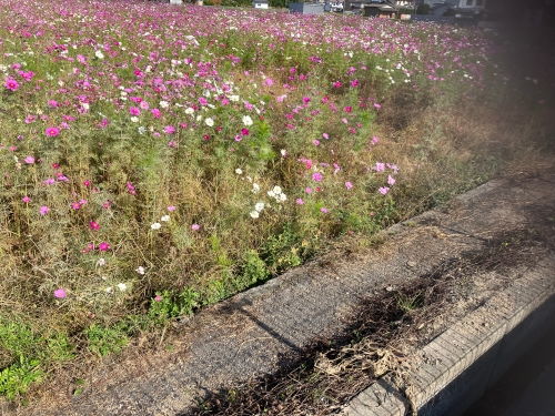 コスモス畑 | 高松市 くぅちゃんママさん