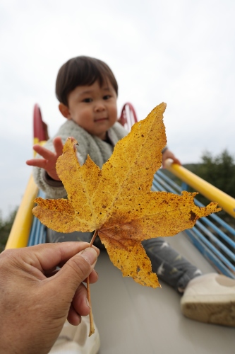 紅葉 | 岡山市 ひとみさん