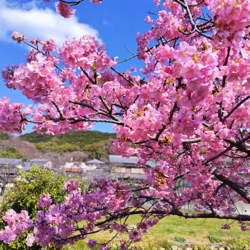 春が来る | 坂出市 和田さん