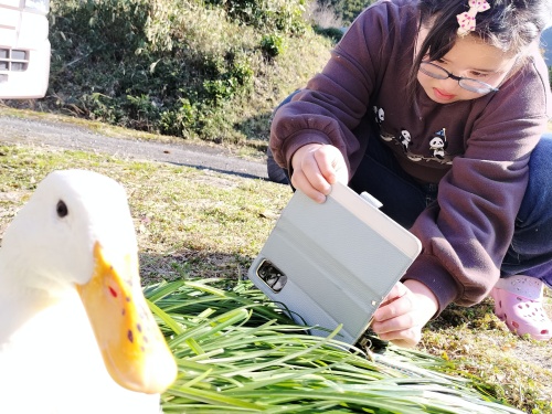 アヒル撮影会 | 赤磐市 かーかんさん