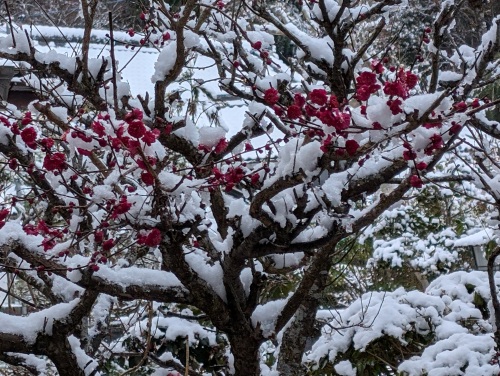 梅の木に雪 | 津山市 いくちゃんさん