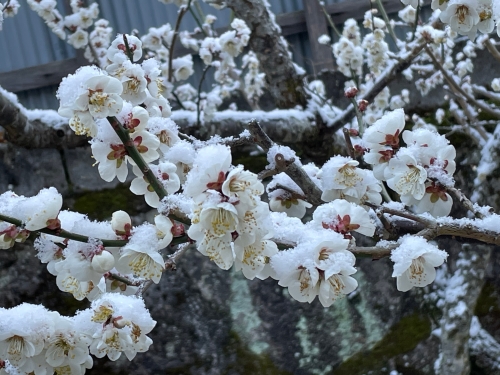えっ!?雪!? | 高梁市 まこりんさん
