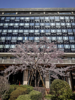 岡山県庁の醍醐桜 | 岡山市北区　かんちゃんさん