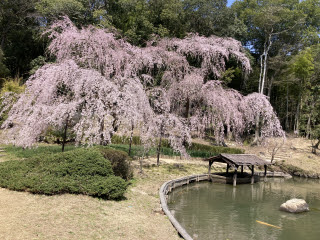 曹源寺の枝垂れ桜 | 瀬戸内市　やよいちゃん