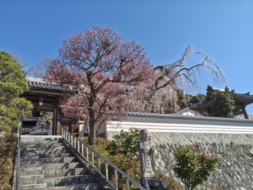 150年以上の春を迎えて | 津山市　寺坂さん