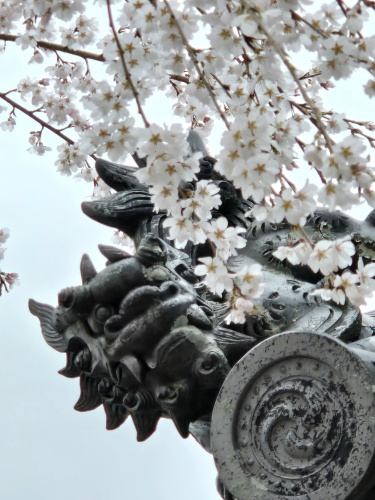 満開のしだれ桜 | 奈義町　赤座さん