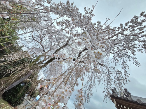 満開のしだれ桜 | 奈義町　赤座さん