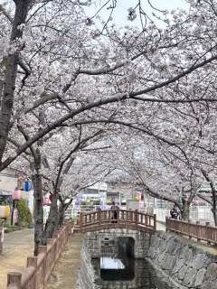 鹿の井出水のサクラ | 観音寺市 かずさん