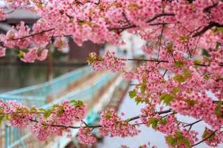 ほぼ満開の河津桜とドラム缶橋 | 浅口市 kentomさん
