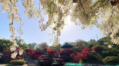赤いつつじと白い藤の花 | 倉敷市　ささささん