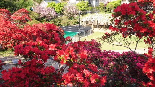 赤いつつじと白い藤の花 | 倉敷市　ささささん