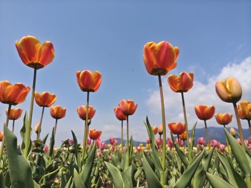 咲いた咲いたチューリップの花が~ | 津山市 寺坂さん