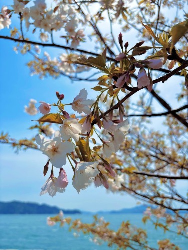 海と桜のコラボ | 倉敷市 ココねぇ~ねさん