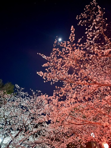 夜桜と月 | 総社市 片岡さん