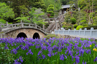 菅原神社のカキツバタ | 浅口市 kentomさん