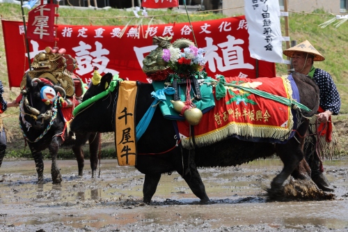 お田植え | 岡山市 ひとみさん