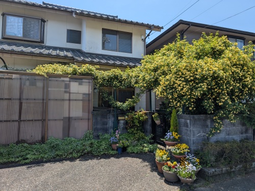 我が家のモッコウバラ | 津山市　いくちゃんさん
