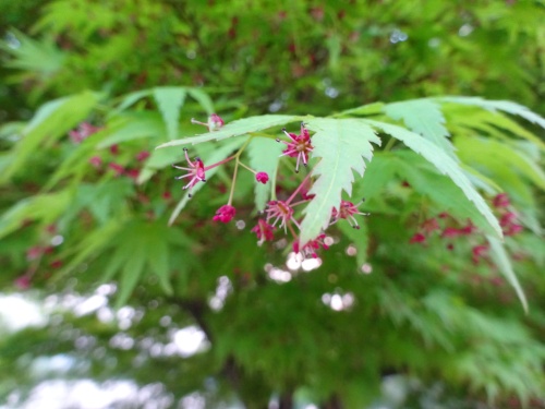 モミジの花満開 | 倉敷市　まるちゃんさん