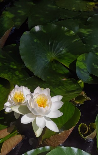 モネが愛した睡蓮 | 津山市 寺坂さん