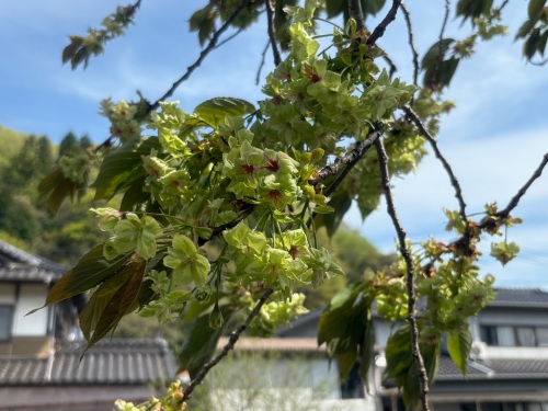 緑色の桜 | 高梁市 別所さん
