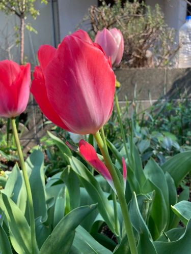 チューリップの葉っぱが花びらの色に! | 岡山市 のぼのぼさん
