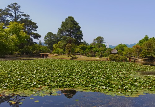 モネが愛した睡蓮 | 津山市 寺坂さん