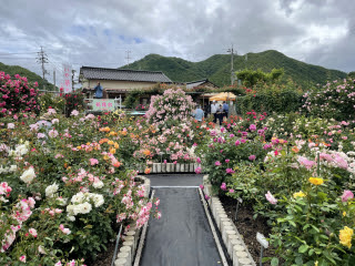 日笠バラ園 | 岡山市　マーさん