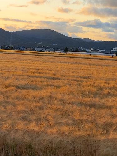 夕日に輝く麦畑 | 岡山市 第三汐風丸さん