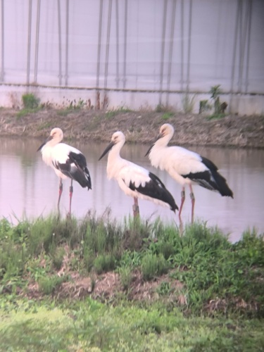 コウノトリ | 勝央町 竹内さん