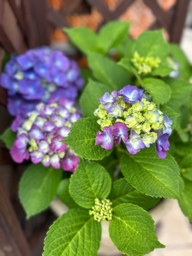 紫陽花 | 高梁市　ふうこさん