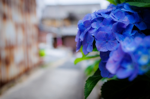 路地の紫陽花 | 浅口市　友田さん
