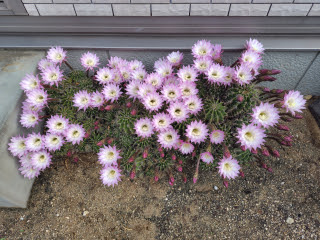 サボテンの花 | 早島町 いしかわさん