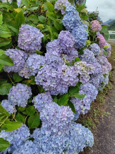 紫陽花ロード | 坂出市 和田さん
