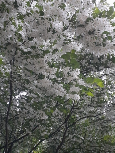 エゴノキの花満開 | 真庭市 横山さん