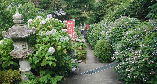 あじさい寺 | 備前市　土橋さん