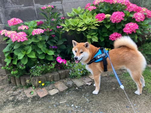 アジサイ | 岡山市 海くんさん
