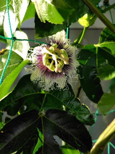 パッションフルーツの花 | 瀬戸内市 野﨑さん