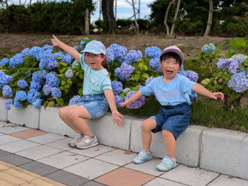 満開のアジサイの前で | 倉敷市 ちささなさん