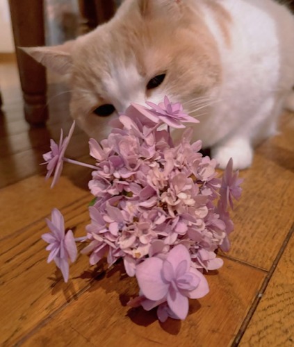 猫と紫陽花 | 倉敷市 COCOさん