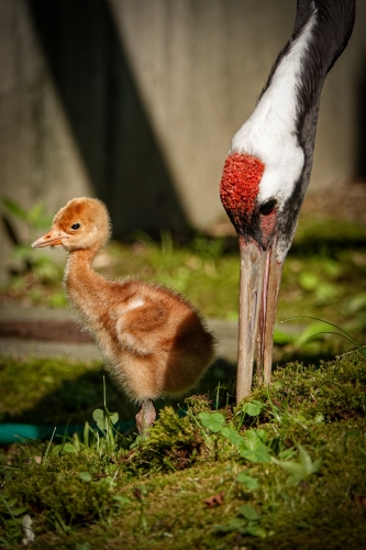 29年ぶり　岡山後楽園のタンチョウのヒナ