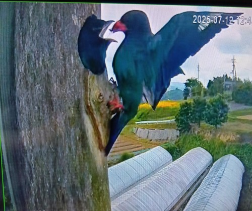ブッポウソウ