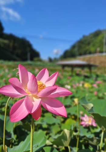2000年の時を経て | 津山市 寺坂さん