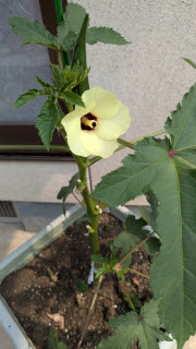 オクラの花 | 岡山市 北房あさゑさん